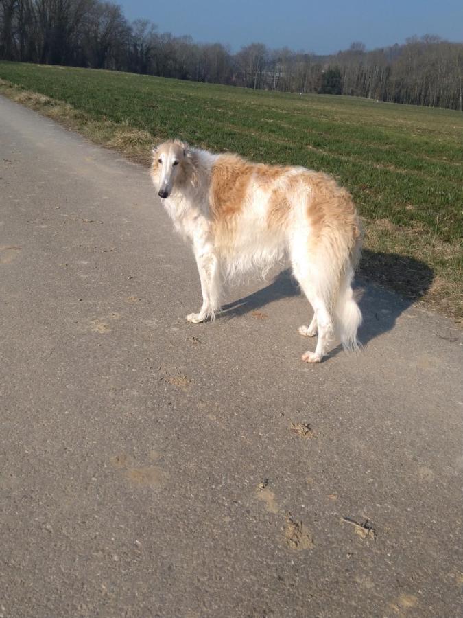 Bed and Breakfast Swiss Borzoi House Vully-les-Lacs Экстерьер фото