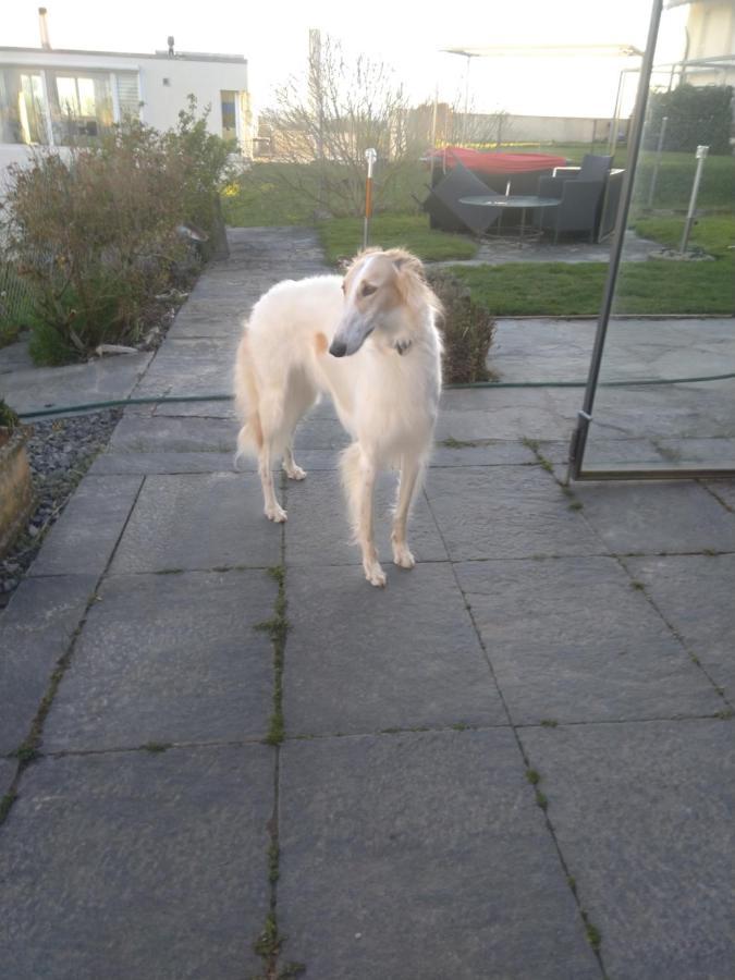 Bed and Breakfast Swiss Borzoi House Vully-les-Lacs Экстерьер фото