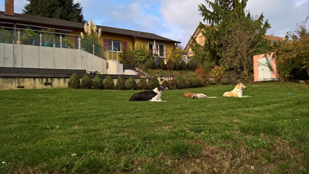 Bed and Breakfast Swiss Borzoi House Vully-les-Lacs Экстерьер фото