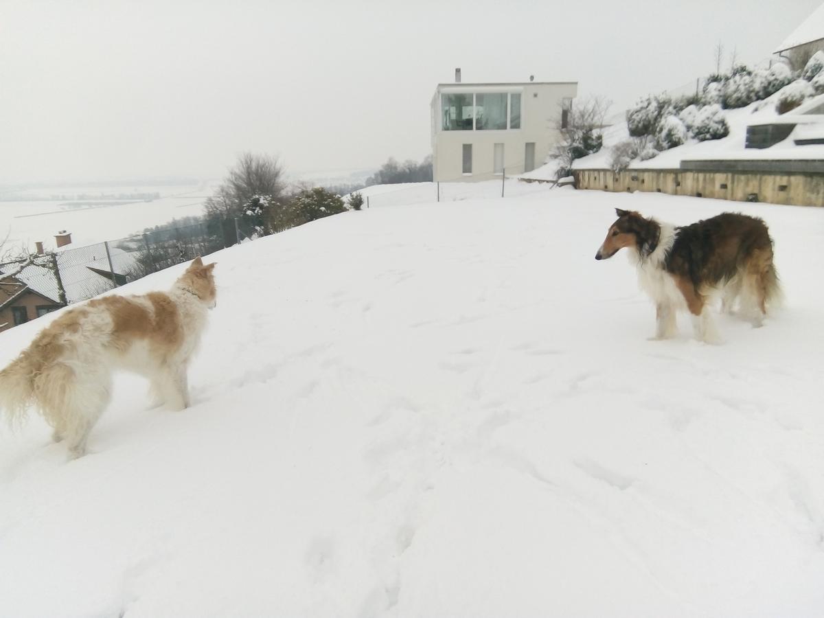 Bed and Breakfast Swiss Borzoi House Vully-les-Lacs Экстерьер фото