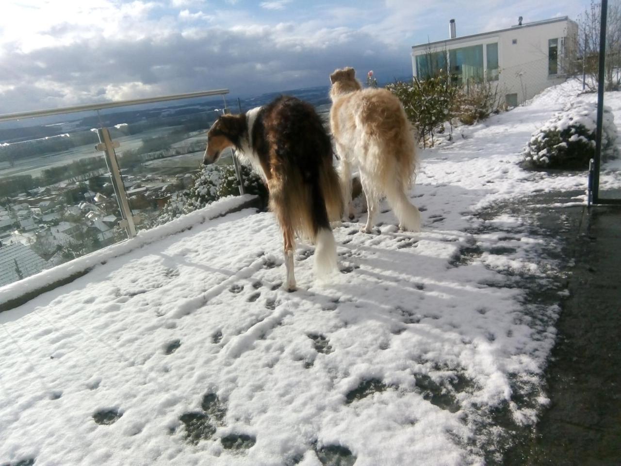 Bed and Breakfast Swiss Borzoi House Vully-les-Lacs Экстерьер фото