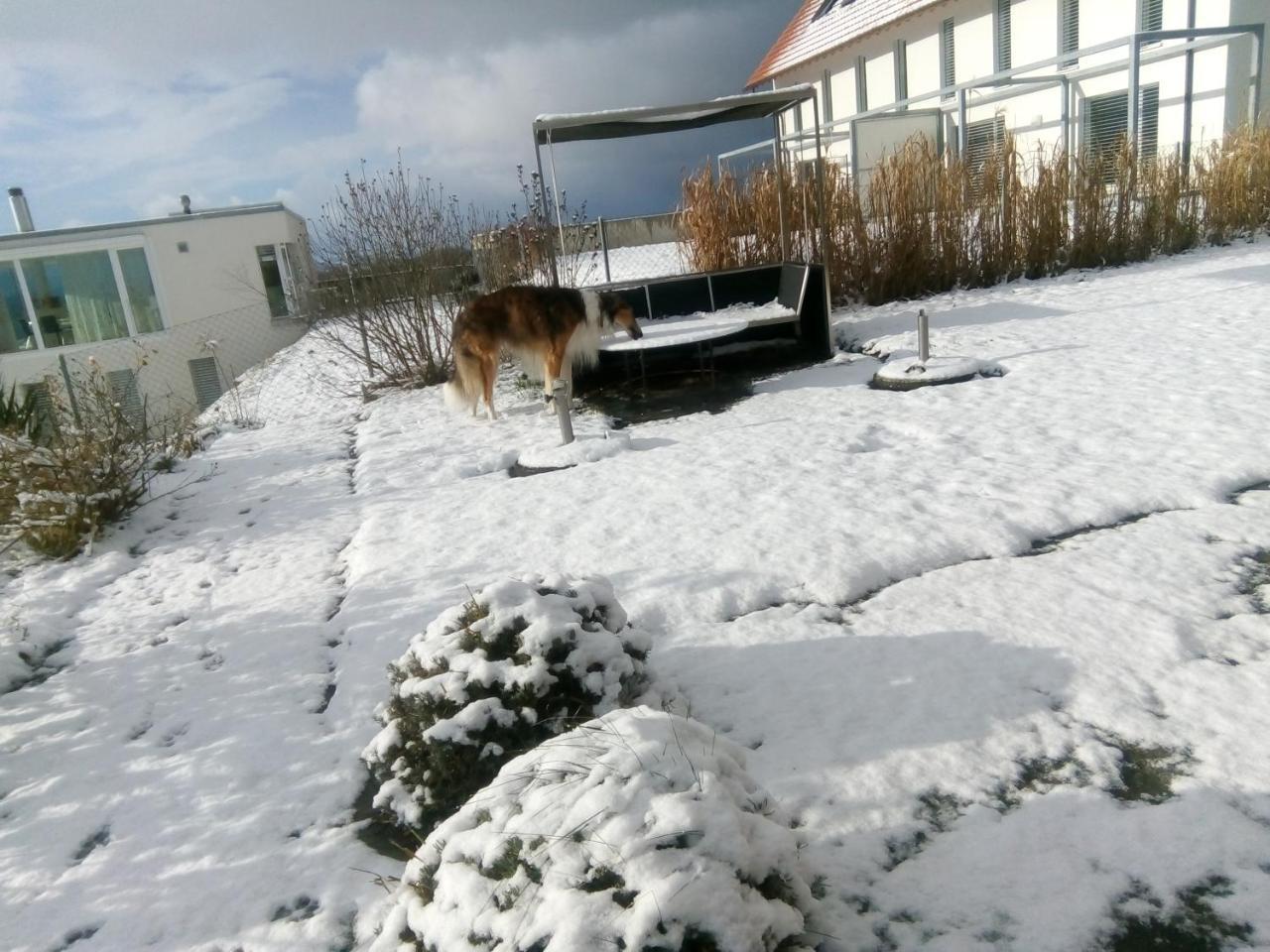 Bed and Breakfast Swiss Borzoi House Vully-les-Lacs Экстерьер фото