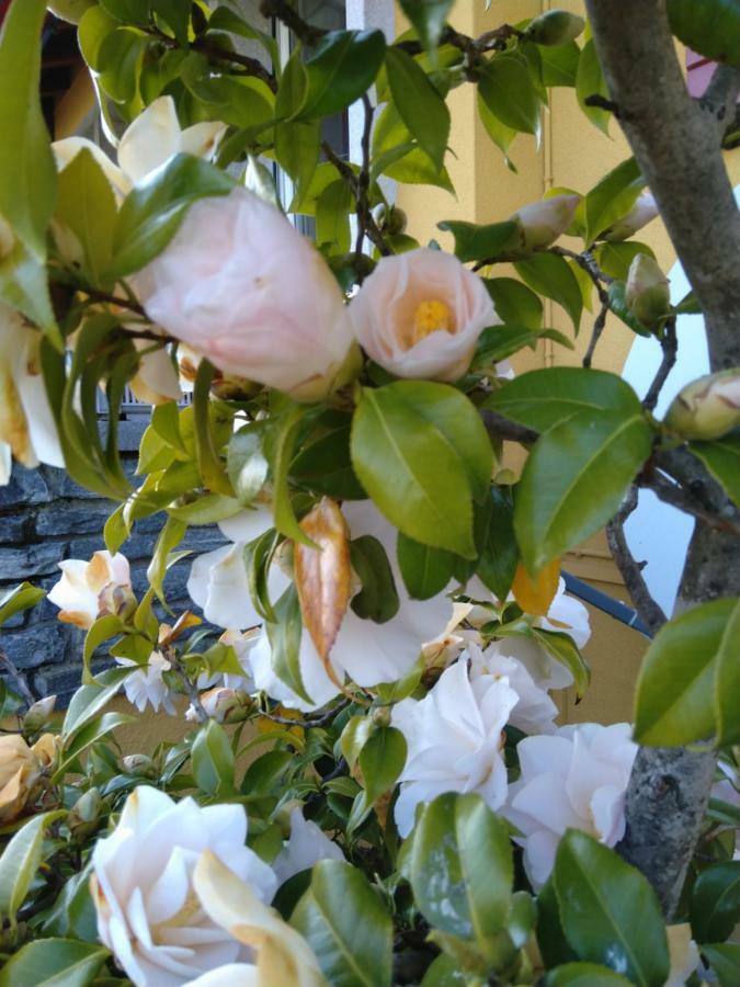 Bed and Breakfast Swiss Borzoi House Vully-les-Lacs Экстерьер фото