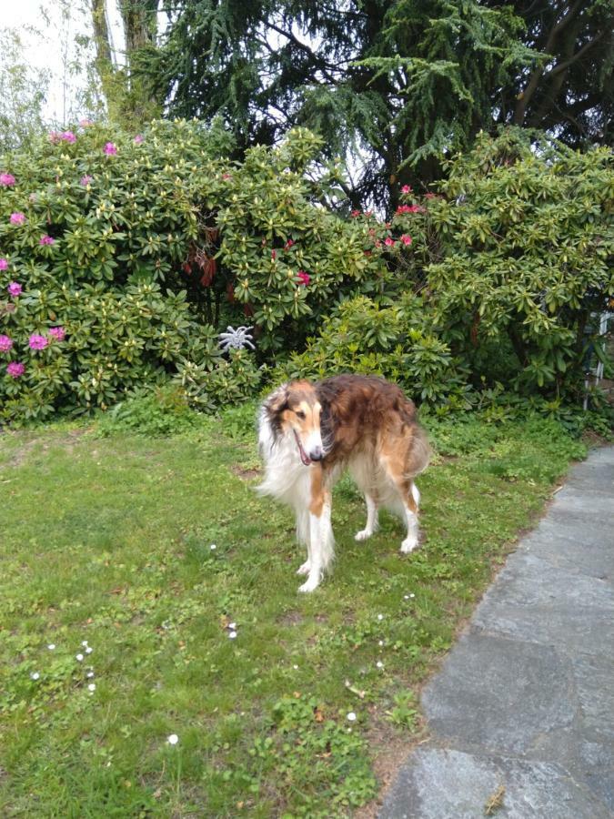 Bed and Breakfast Swiss Borzoi House Vully-les-Lacs Экстерьер фото